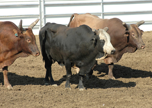 rodeo bulls