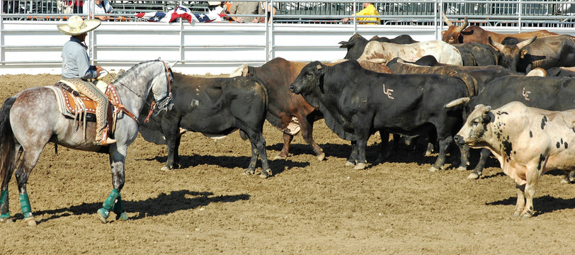 cowboy and herd of rodeo bulls