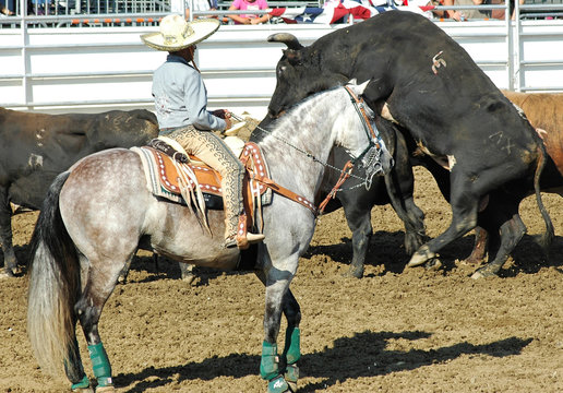 rodeo bulls & cowboy