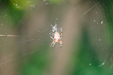 spinne