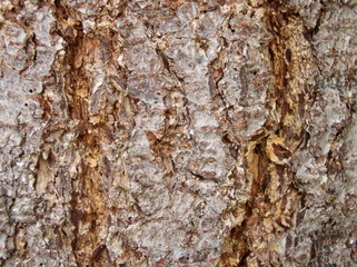 bark