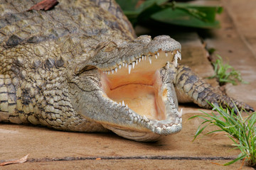 nile crocodile