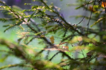 forest and pattern