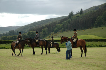 horse at dressage tests in the park