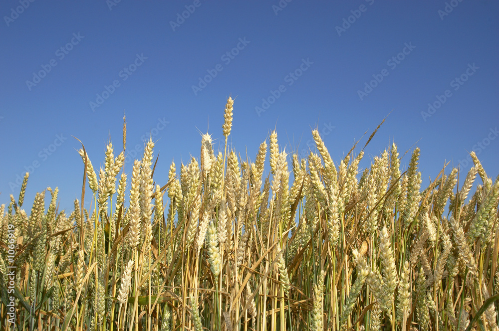 Wall mural wheat field