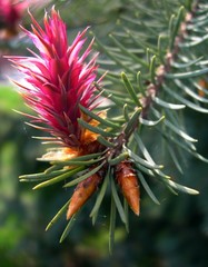 flower of spruce