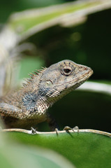 lizard/dragon