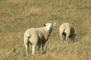 Obraz premium sheep