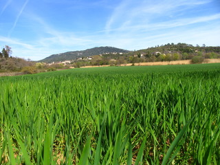 le champs de bl&eacute;