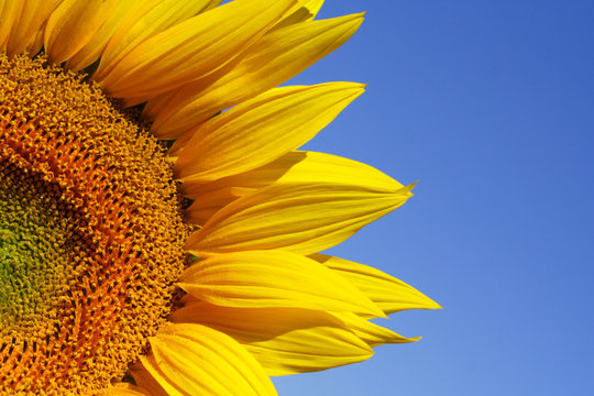 tournesol 4