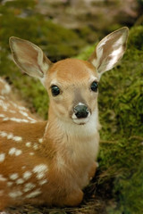 fawn