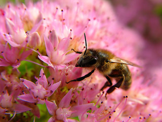 bee