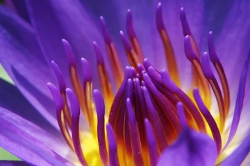 Zelfklevend Fotobehang Waterlelie waterlily