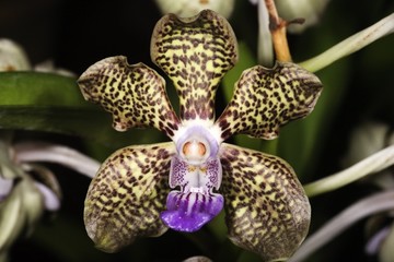 dapple orchids