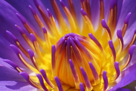 Fototapeta purple waterlily