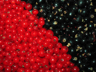 berries