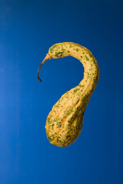 calabaza6992