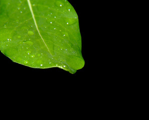leaf with drops of water