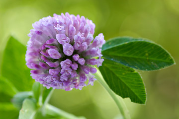 floral background-clover