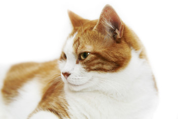 cat
