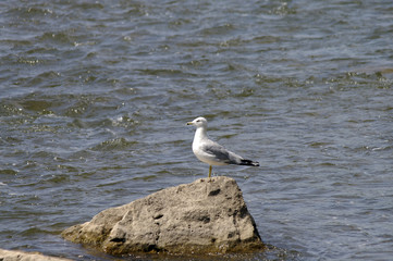 seagull on rock