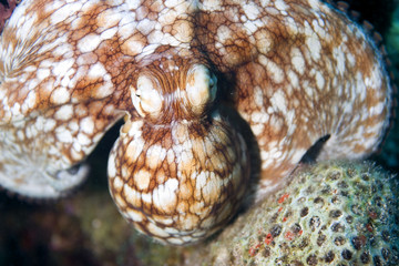 octopus