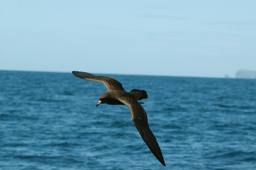 p&eacute;trel de parkinson