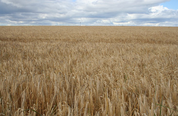 field of long dry grass