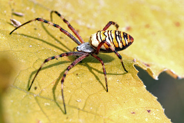 araignée jaune