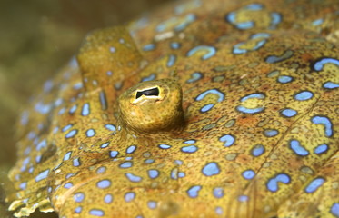 eye of flounder