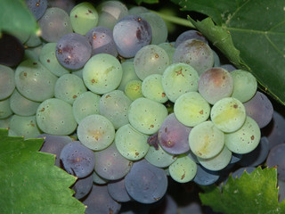 grappe de raisins