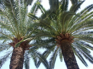 Fototapeta na wymiar pod palmami