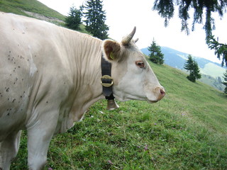 portrait of a cow