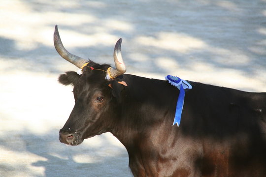 taureau cocardier