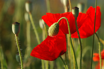 Naklejka premium klatschmohn