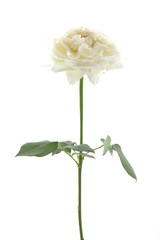 Obraz premium white rose
