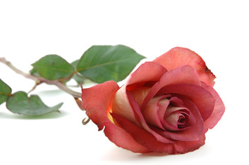 close up of chocolate red rose