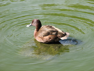 hard head duck