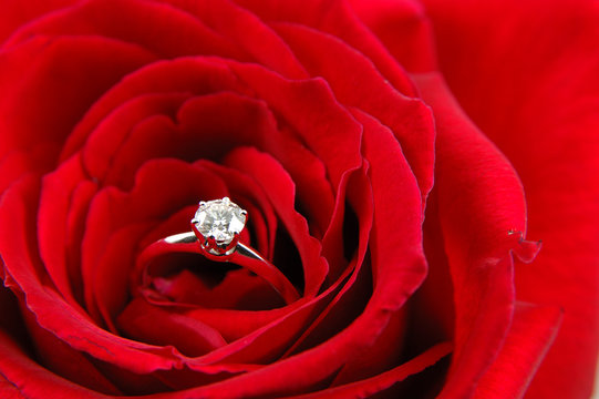 engagement ring in red rose - Powered by Adobe