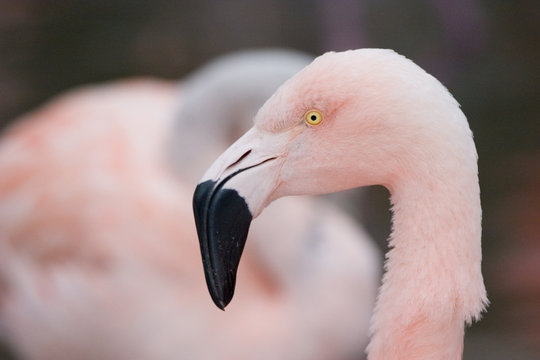 flamingo head