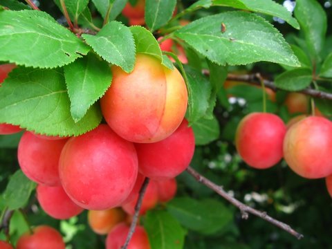 cherry plum