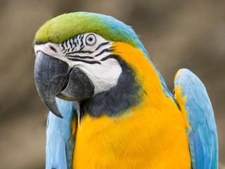 ara parrot
