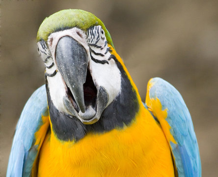 ara parrot