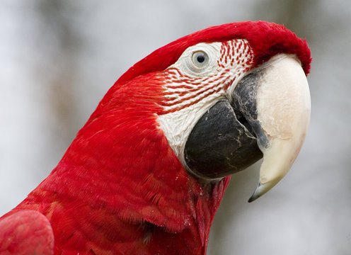 ara parrot