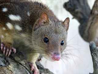 Fototapeta premium quoll