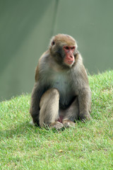 lone monkey