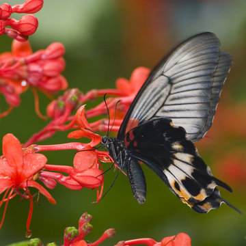tropical butterfly macro