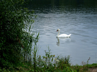 wasservogel schwan
