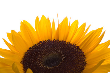 Naklejka premium sunflower