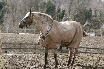 winter horses denmak